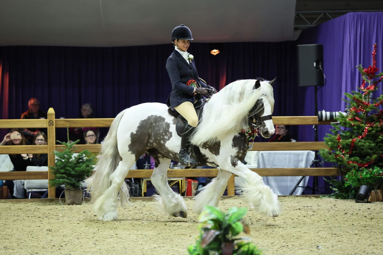 coloured horse competing at london international horse show