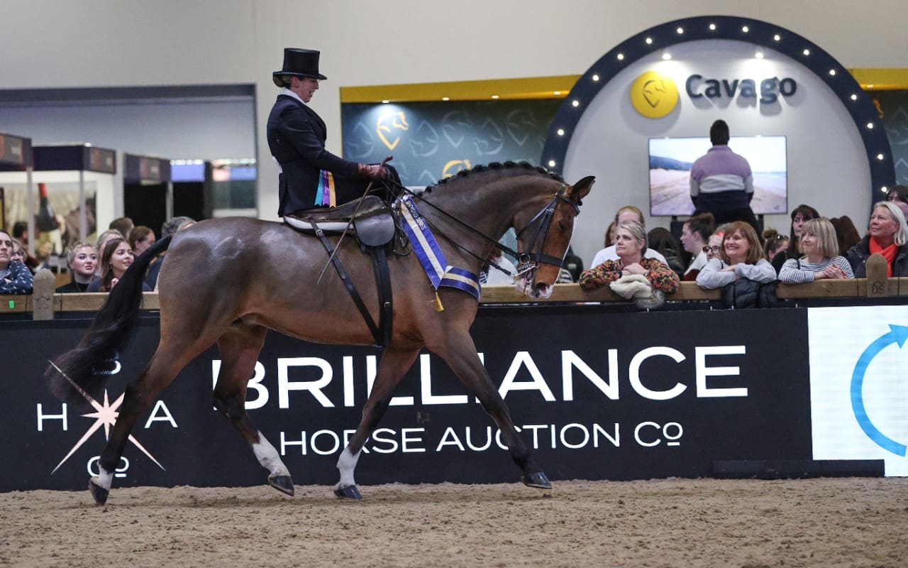 Laura Jones riding Fury, winners of the Cavago Rising Star Ladies Show Horse Championship